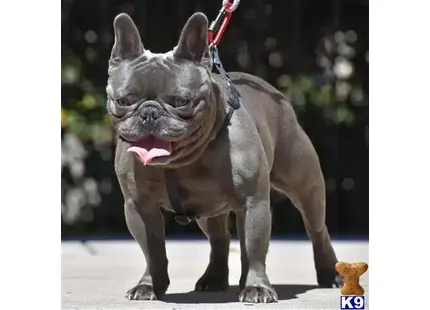 French Bulldog