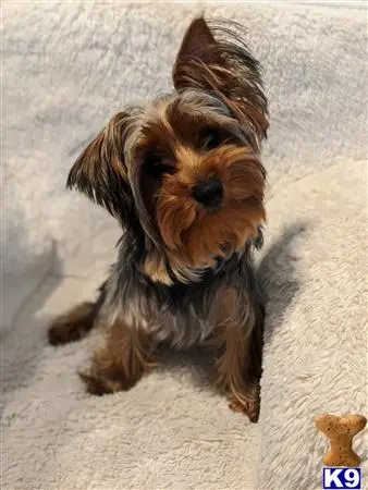 Yorkshire Terrier