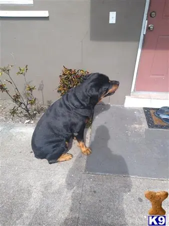 Rottweiler stud dog