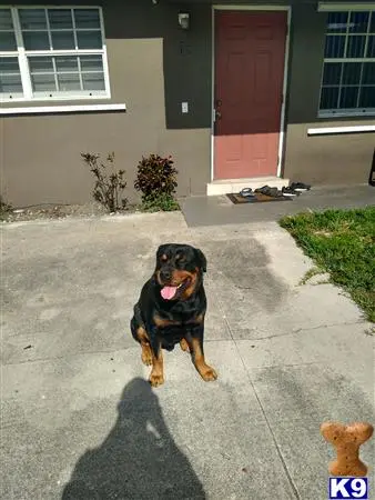 Rottweiler stud dog