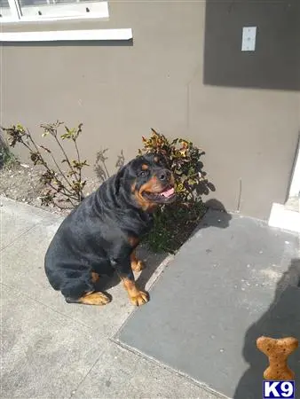 Rottweiler stud dog