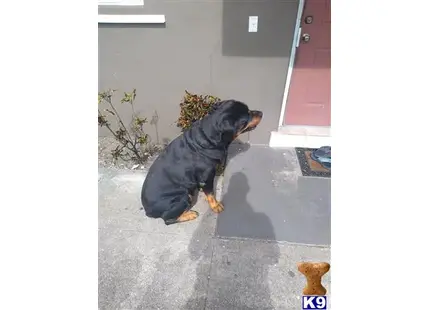 Rottweiler