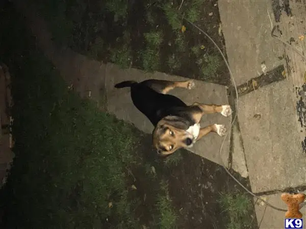 Beagle stud dog