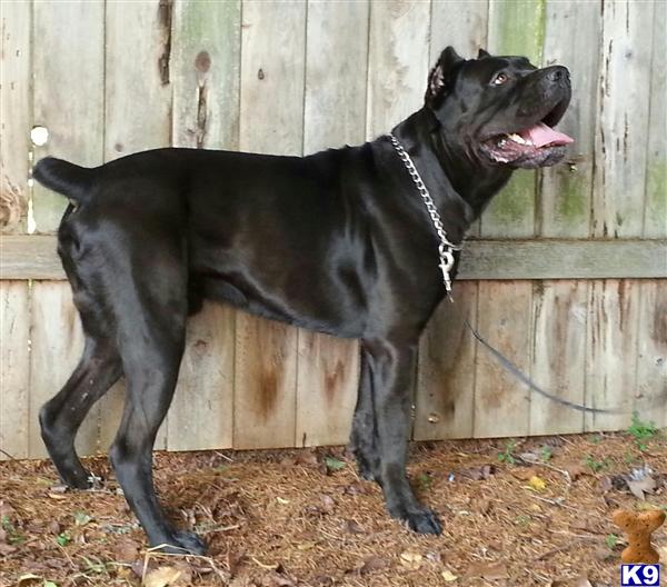 Cane Corso Stud Dogs