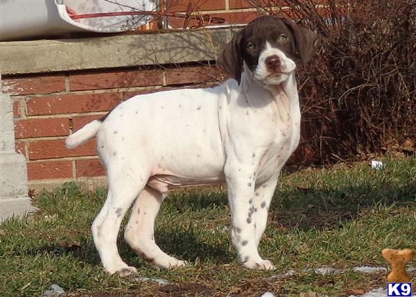 german shorthaired pointer puppies for sale in wi german shorthaired pointer puppy for sale laid back gsp puppies wisconsin one 6 german shorthaired pointer puppies for sale in wi german shorthaired pointer puppy for sale laid back gsp puppies wisconsin one 6