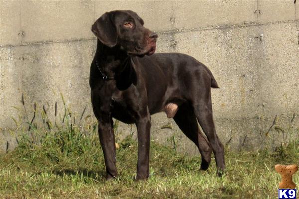 German Shorthaired Pointer