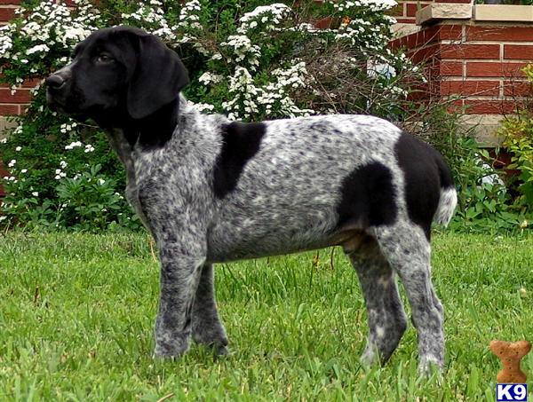 German Shorthaired Pointer