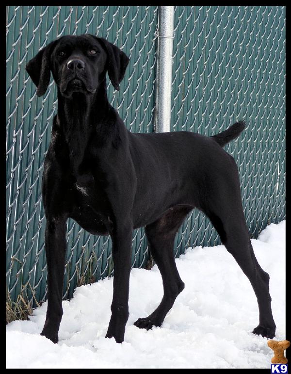 German Shorthaired Pointer