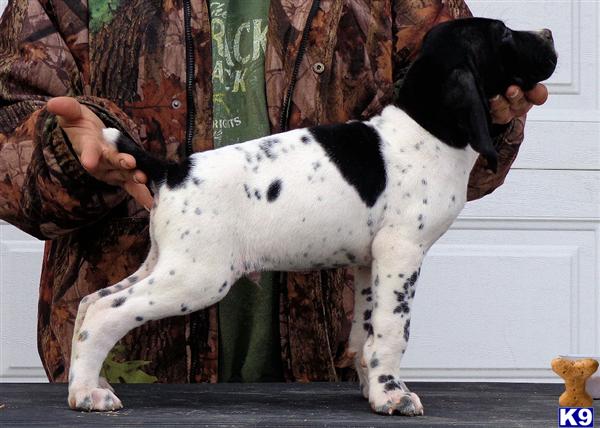 German Shorthaired Pointer