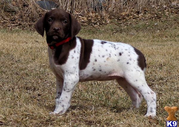 German Shorthaired Pointer