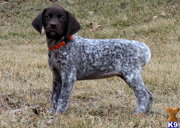 German Shorthaired Pointer