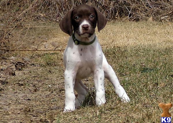 German Shorthaired Pointer