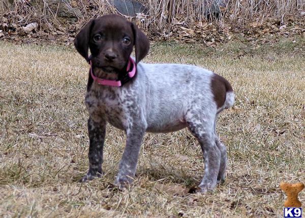 German Shorthaired Pointer