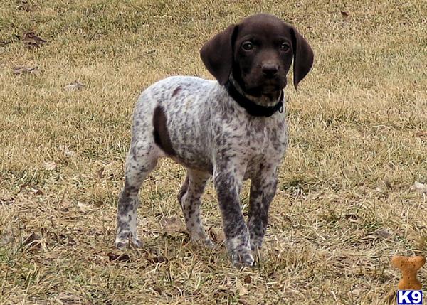 German Shorthaired Pointer