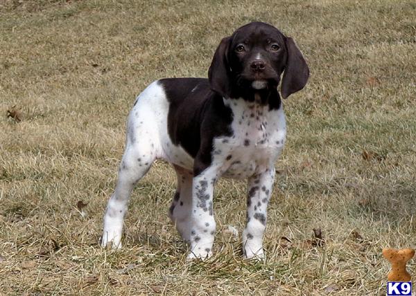 German Shorthaired Pointer