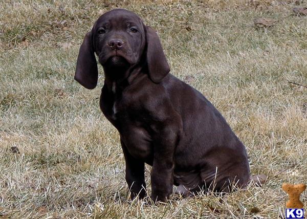 German Shorthaired Pointer