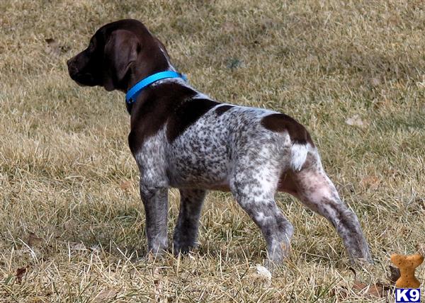 German Shorthaired Pointer