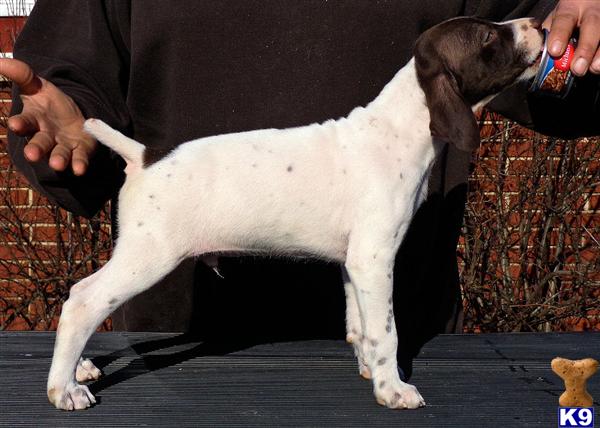 german shorthair puppies wisconsin german shorthaired pointer puppy for sale laid back gsp puppies wisconsin one 6 german shorthair puppies wisconsin german shorthaired pointer puppy for sale laid back gsp puppies wisconsin one 6