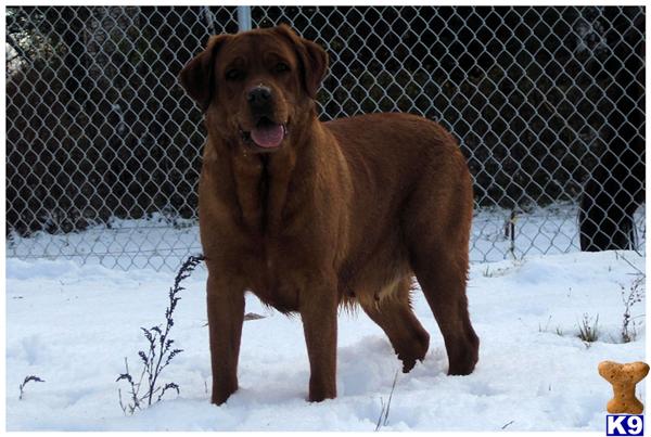 Labrador Retriever