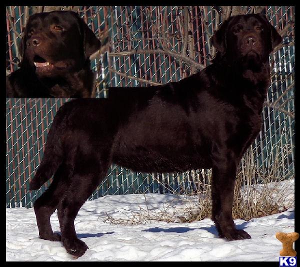 Labrador Retriever dog