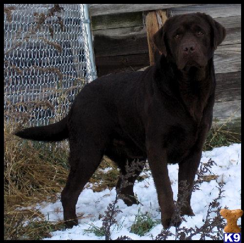 Labrador Retriever