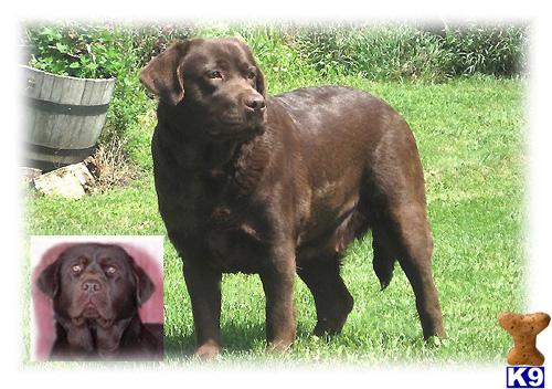 Labrador Retriever dog