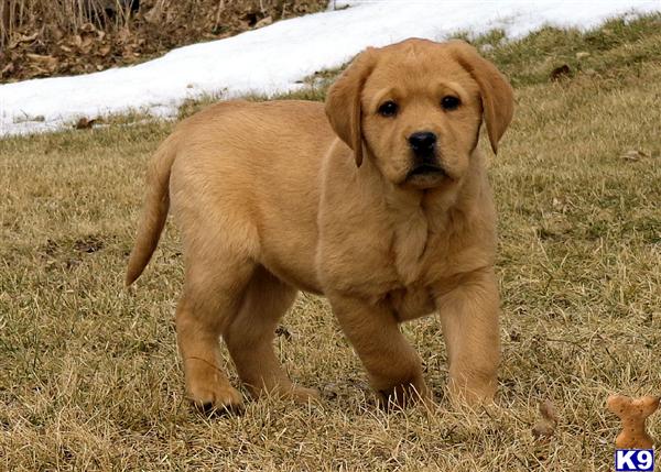 Labrador Retriever