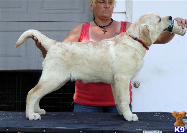 Labrador Retriever