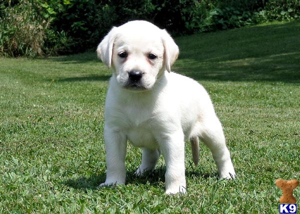 Labrador Retriever