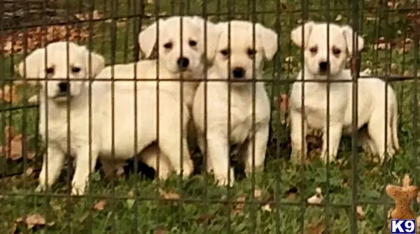 Labrador Retriever