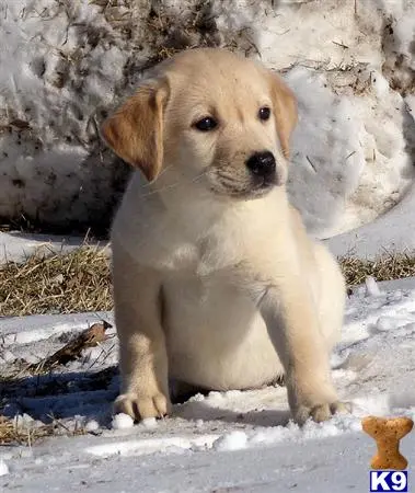 Labrador Retriever