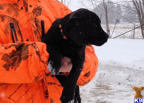 Labrador Retriever