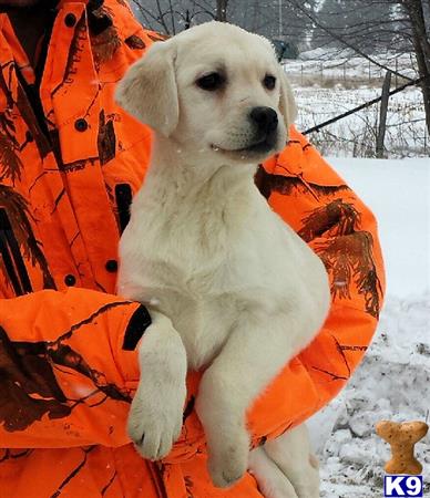 Labrador Retriever