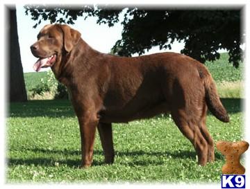 Labrador Retriever dog