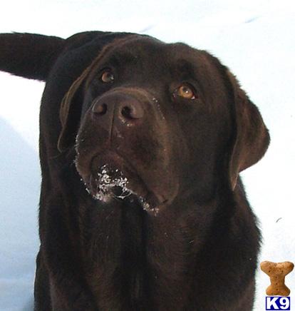 Labrador Retriever dog