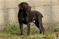 german shorthaired pointer puppy posted by horsnround