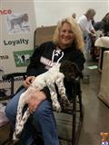 german shorthaired pointer puppy posted by horsnround