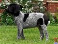 german shorthaired pointer puppy posted by horsnround