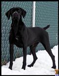 german shorthaired pointer puppy posted by horsnround