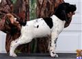 german shorthaired pointer puppy posted by horsnround