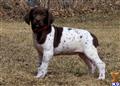 german shorthaired pointer puppy posted by horsnround