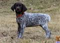 german shorthaired pointer puppy posted by horsnround