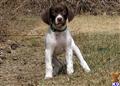german shorthaired pointer puppy posted by horsnround
