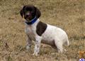 german shorthaired pointer puppy posted by horsnround