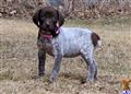 german shorthaired pointer puppy posted by horsnround