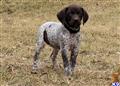 german shorthaired pointer puppy posted by horsnround