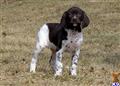 german shorthaired pointer puppy posted by horsnround