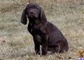 german shorthaired pointer puppy posted by horsnround