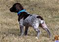 german shorthaired pointer puppy posted by horsnround