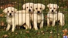 Big light cream shaded yellow available Labrador Retriever puppy located in CAMBRIA